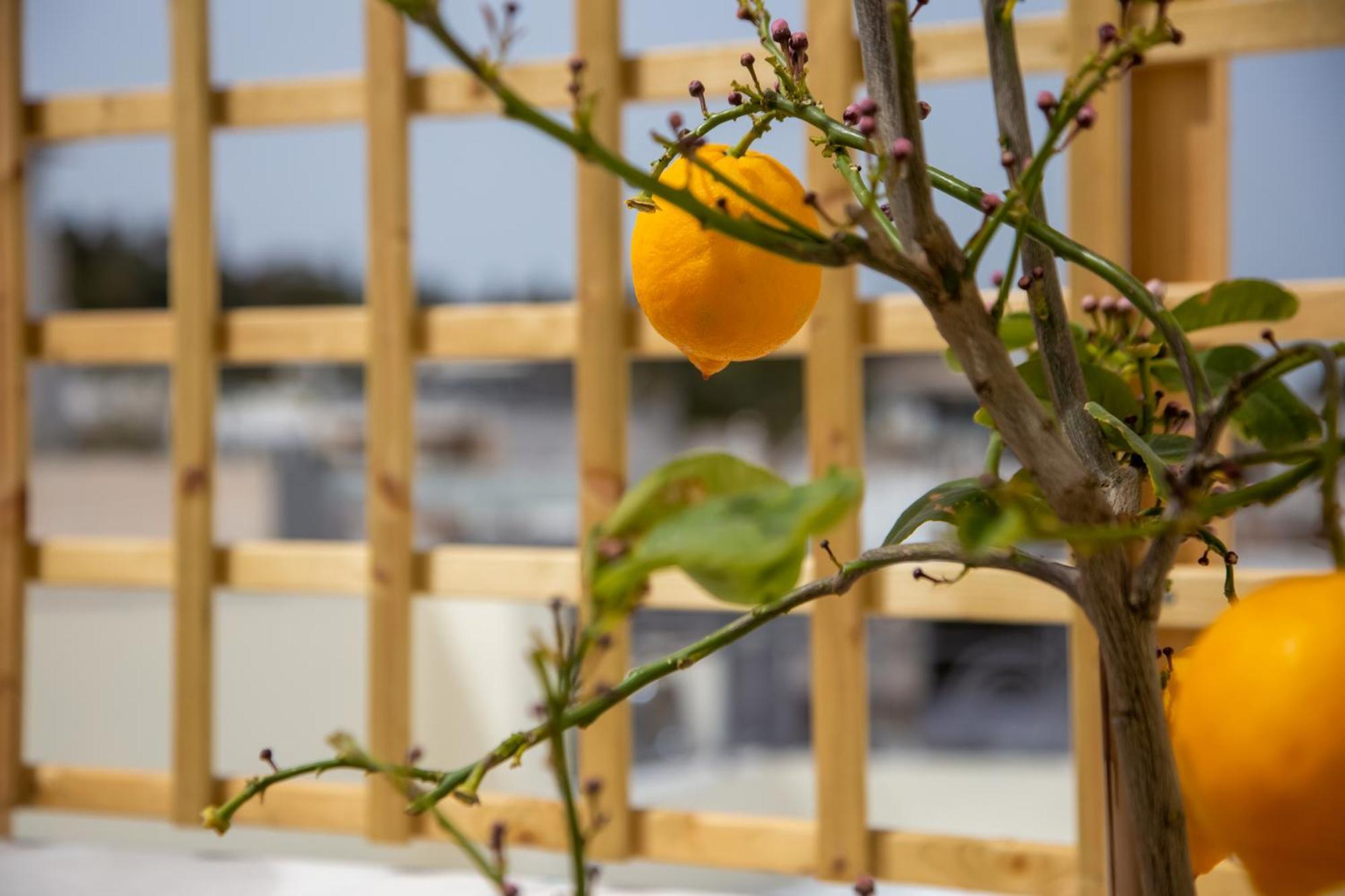 Ourania By Heloni Apartments Atenas Exterior foto